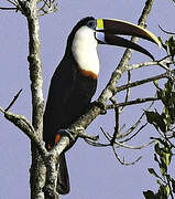 White-throated Toucan