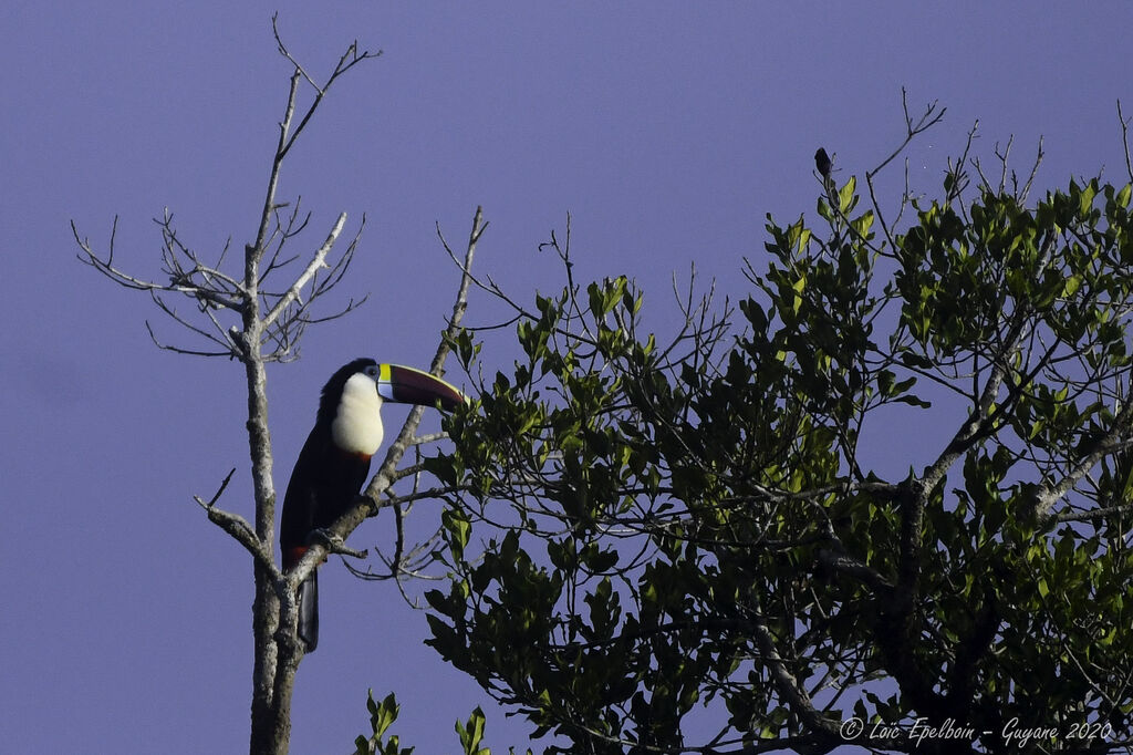 White-throated Toucan