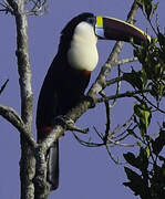 Toucan à bec rouge