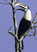 White-throated Toucan