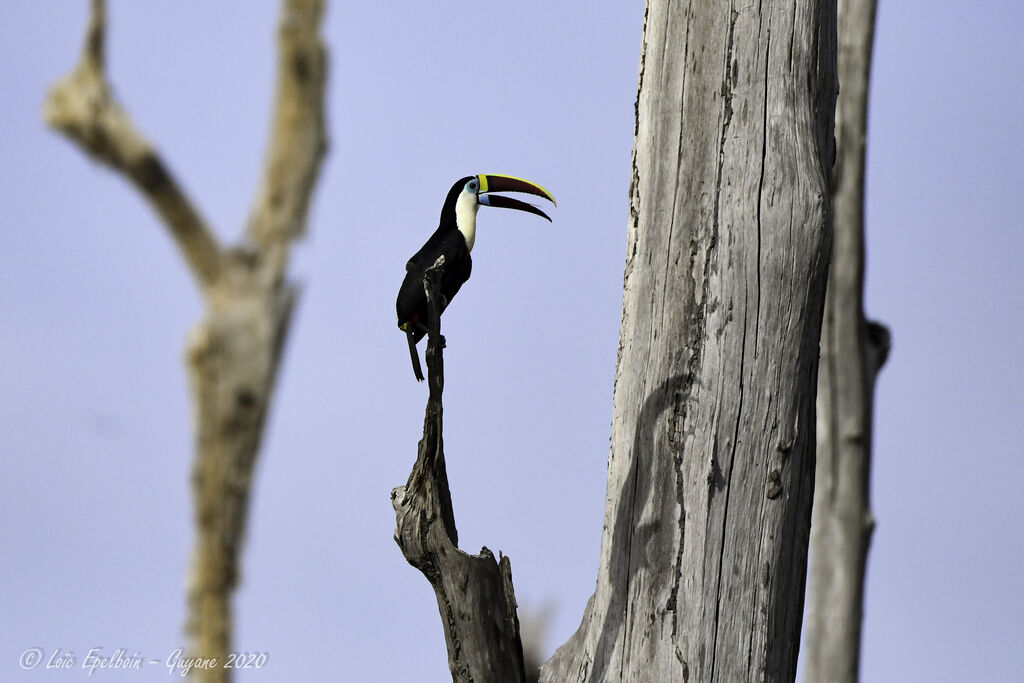 Toucan à bec rouge