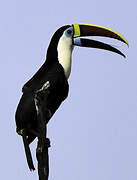 White-throated Toucan