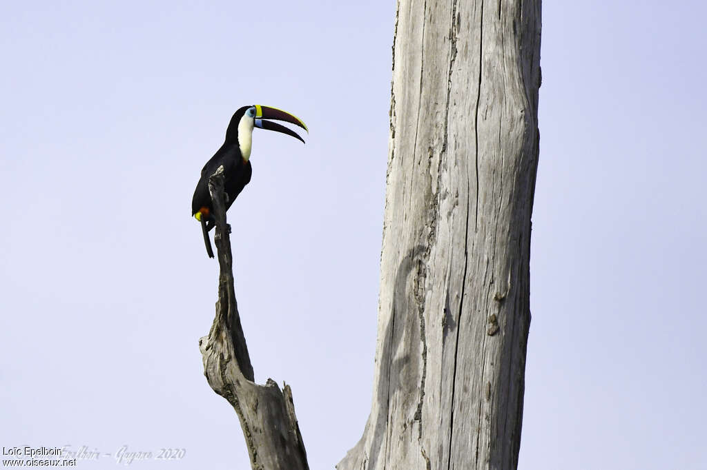 White-throated Toucanadult, identification