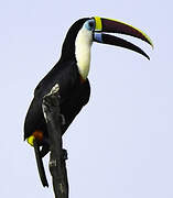 White-throated Toucan