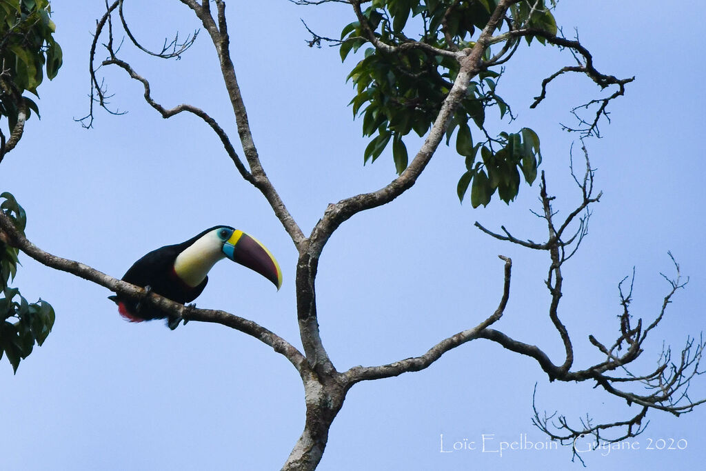 Toucan à bec rouge