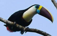 Toucan à bec rouge