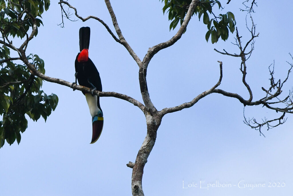 White-throated Toucan