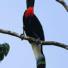 Toucan à bec rouge