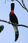 Toucan à bec rouge