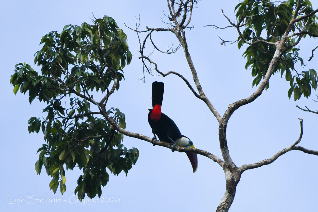 Toucan à bec rouge