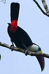 Toucan à bec rouge