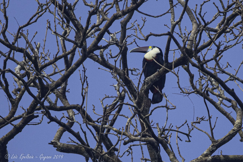 White-throated Toucan