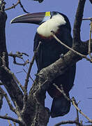 White-throated Toucan