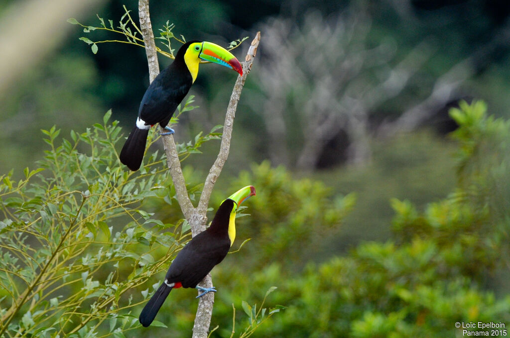 Toucan à carène