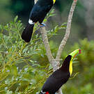 Toucan à carène