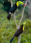 Toucan à carène