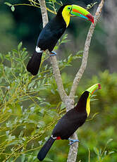 Toucan à carène