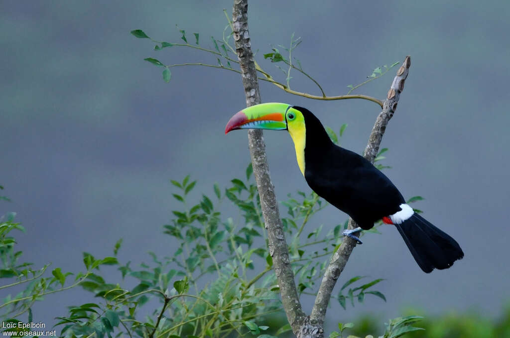 Toucan à carèneadulte, identification