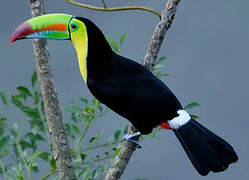 Keel-billed Toucan