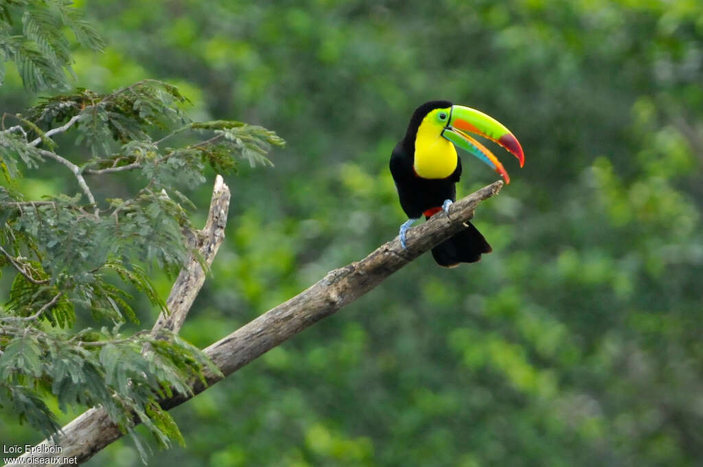 Keel-billed Toucanadult, pigmentation, Behaviour