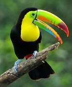 Keel-billed Toucan