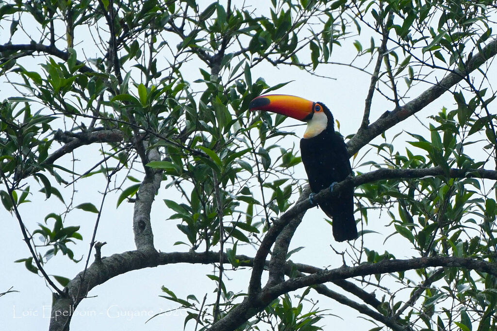 Toco Toucan