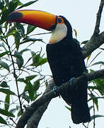 Toco Toucan