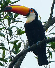 Toucan toco