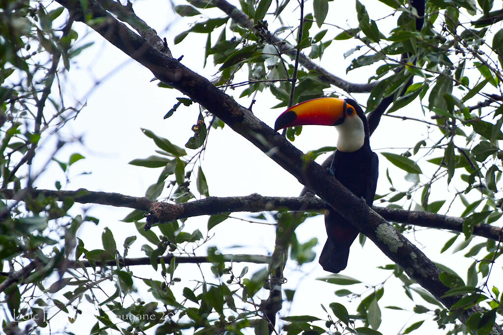 Toucan toco