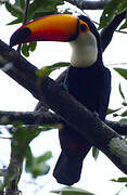 Toco Toucan