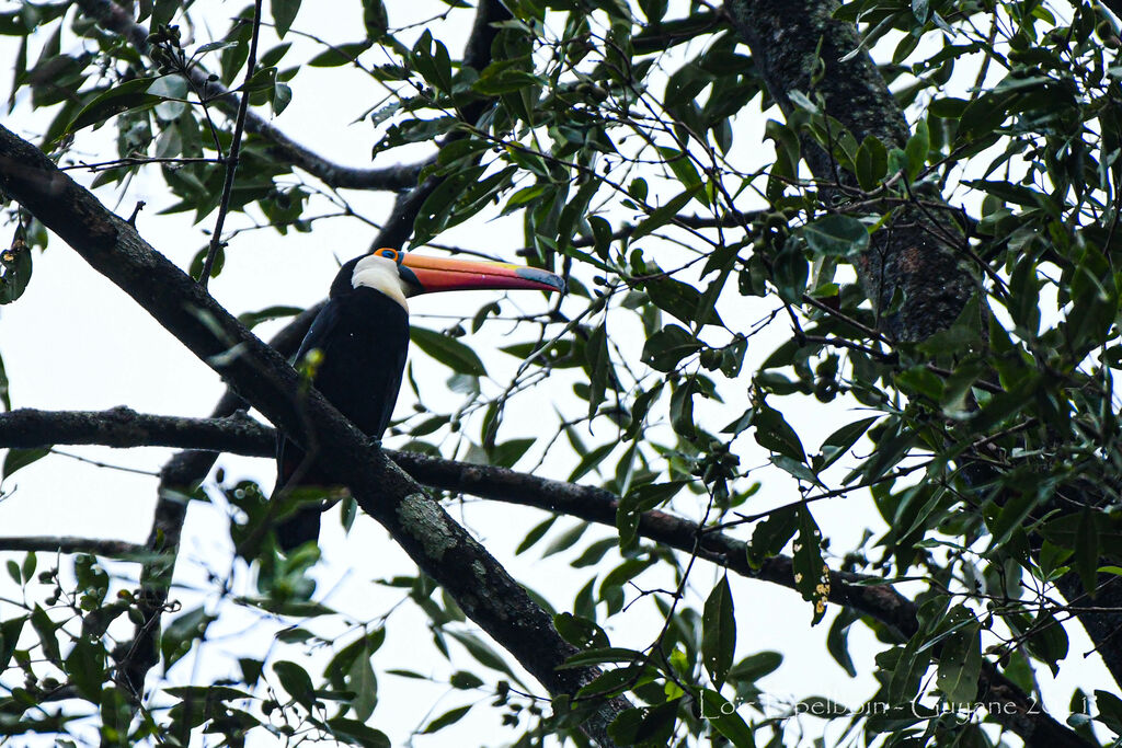 Toco Toucan