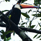 Toucan toco