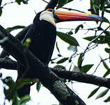 Toucan toco