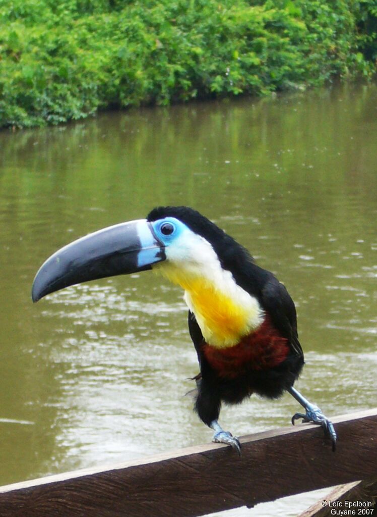 Channel-billed Toucan