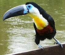 Channel-billed Toucan