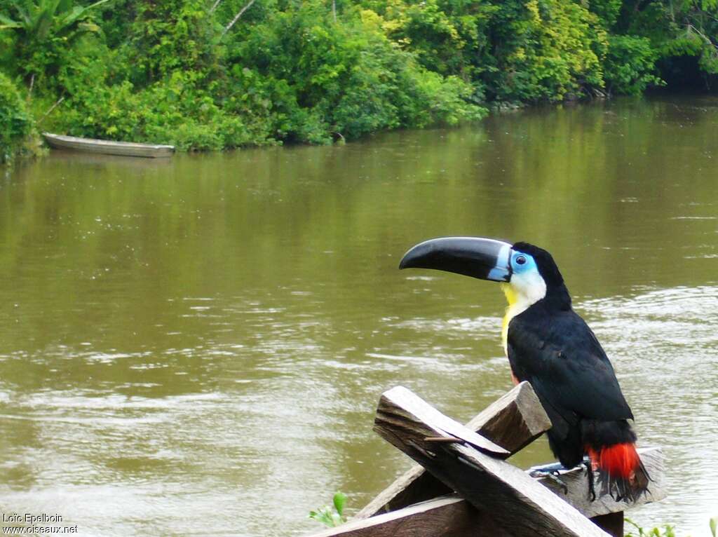 Channel-billed Toucan, identification