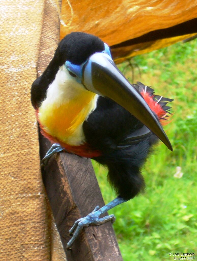 Channel-billed Toucan