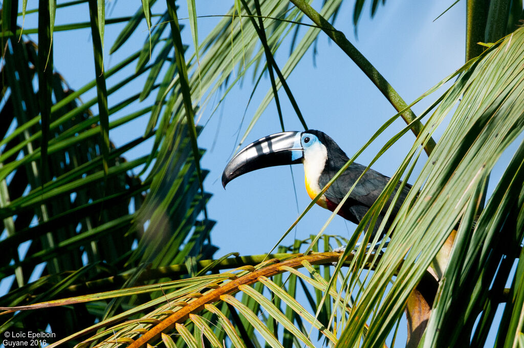 Toucan vitellin