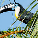 Toucan vitellin
