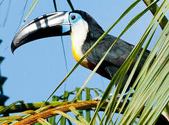 Channel-billed Toucan