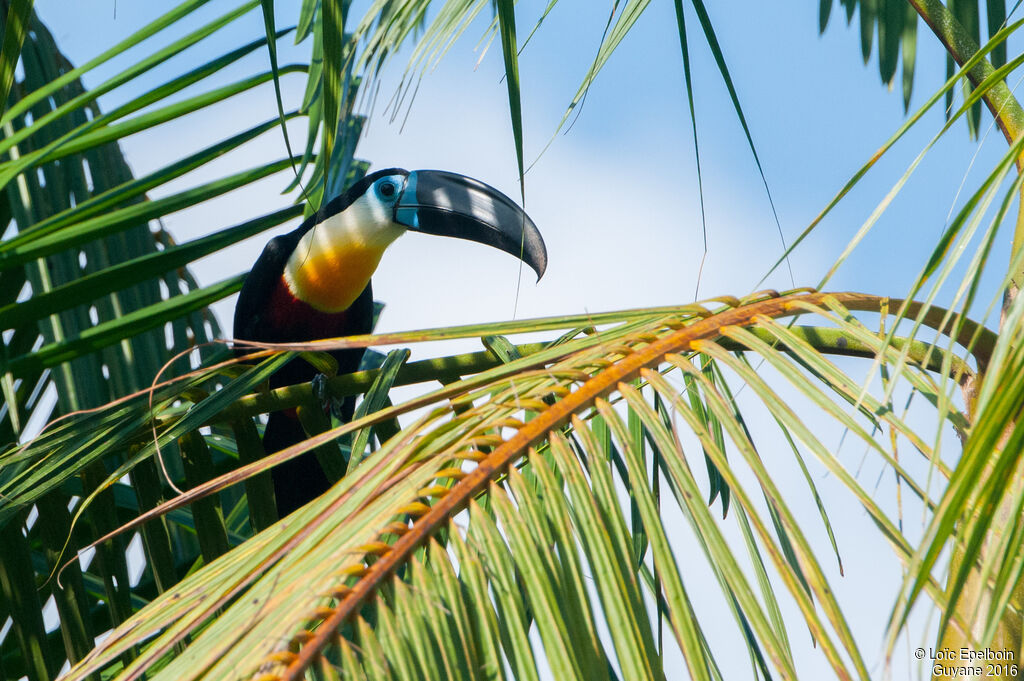 Channel-billed Toucan