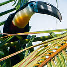 Toucan vitellin
