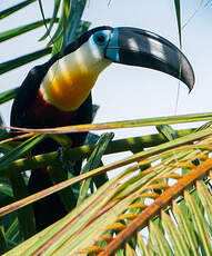 Toucan vitellin