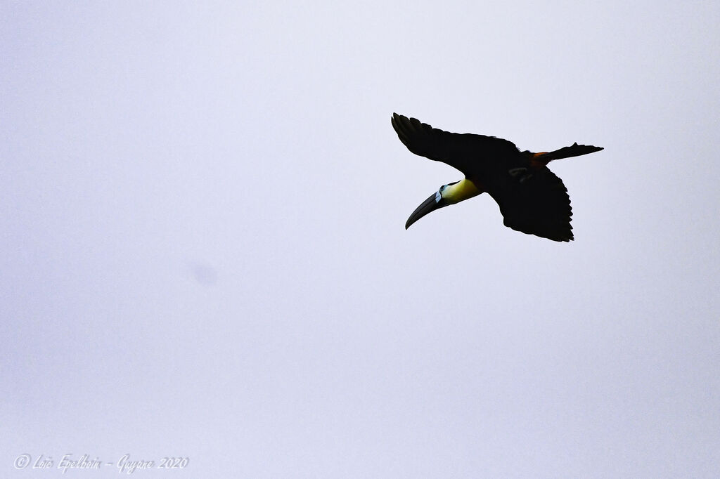 Channel-billed Toucan