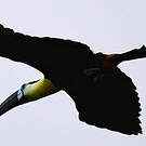 Toucan vitellin
