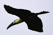 Toucan vitellin