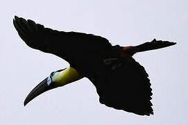 Channel-billed Toucan