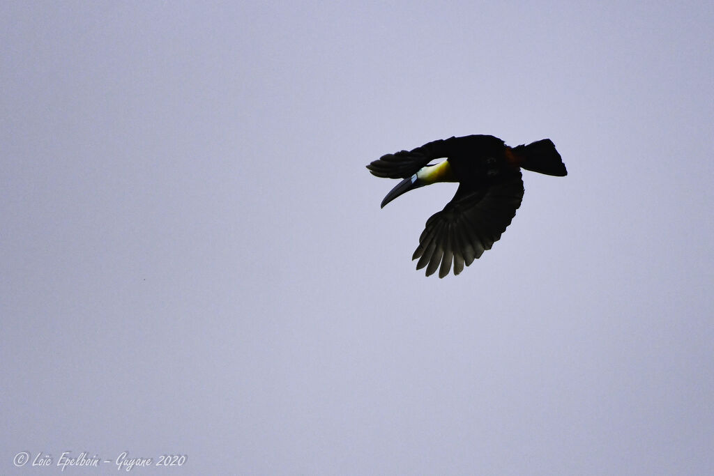 Channel-billed Toucan