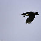 Toucan vitellin