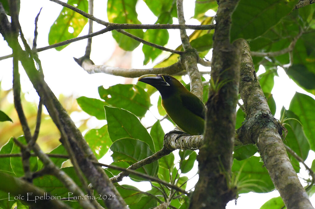 Toucanet émeraude